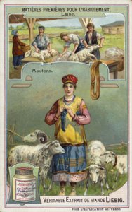 Lana: oveja de European School