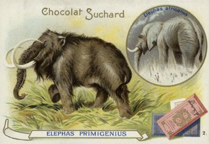 Mamut lanudo y elefante africano