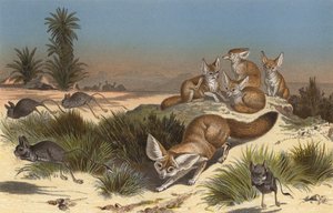 Zorro del desierto
