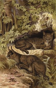 Lince del desierto de European School