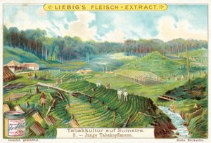 Plantas jóvenes de tabaco
