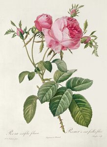 Thory, las rosas, Rosa Centifolia Foliaca de Eustache Hyacinthe Langlois