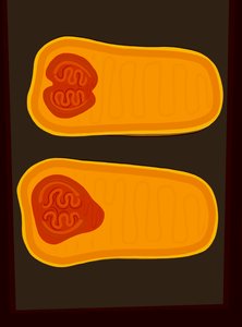 Calabaza Butternut (arte digital) de Evan Sklar