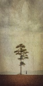 Campo del Árbol Solitario de Evgenii Novichikhin