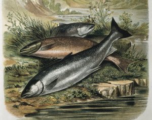 Salmones. Grabado a partir de un dibujo de F.Padro. Grabado