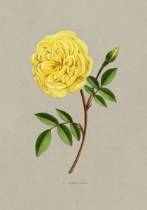 Rose, señora Falcot de F. Grobon