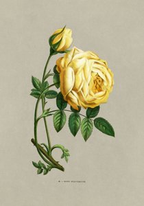 Rosa sulfurosa de F. Grobon