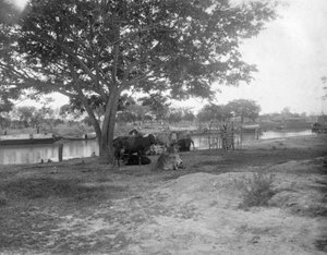 Ganado, Alipore, India, 1905-1906 de F. L. Peters