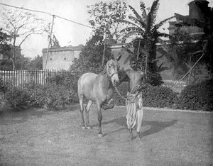 Hombre con un caballo, Alipore, India, 1905-1906 de F. L. Peters