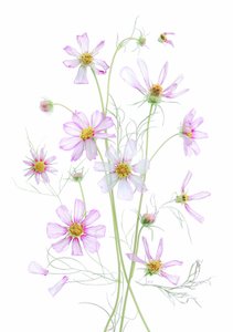  de Fangping Zhou