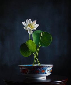 Serenidad del Loto Blanco
