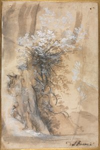 Flowering Bush above an Eroded Bank de Federico Barocci