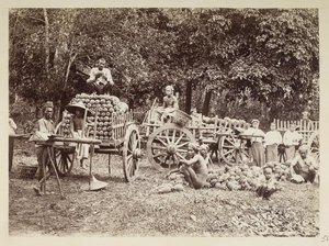 Cargando piñas cosechadas en carros, Birmania, Elgin Collection: 