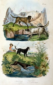 Perros alpinos