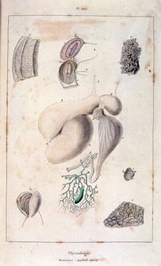 Ilustración anatómica de F. E. Guerin. Del Dictionnaire pittoresque d