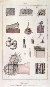 Ilustración botánica y zoológica de F. E. Guerin. Del Dictionnaire pittoresque d