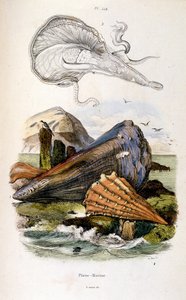 Ilustración botánica y zoológica de F. E. Guerin. Del Dictionnaire pittoresque d