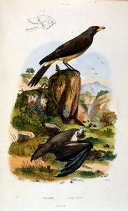 Ilustración botánica y zoológica de F. E. Guerin. Del Dictionnaire pittoresque d
