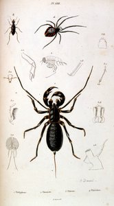 Ilustración botánica y zoológica de F. E. Guerin. Del Dictionnaire pittoresque d