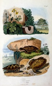 Tortugas