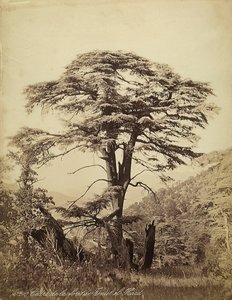 Gran cedro en el bosque de Teniet el Haad, Líbano
