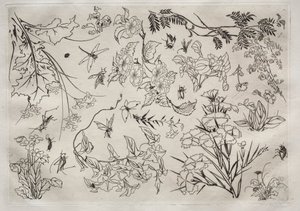Servicio de Cena (servicio Rousseau): Flores (n.º 22) de Felix Bracquemond