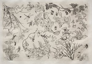 Servicio de cena Rousseau: Flores no. 22, 1866 de Felix Bracquemond