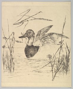 Pato, 1850-1914 de Felix Bracquemond