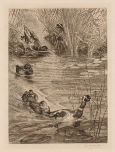 Patos jugando de Felix Bracquemond