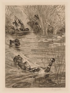 Patos jugando, c. 1870 de Felix Bracquemond