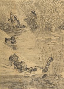 Ébats de canards de Felix Bracquemond