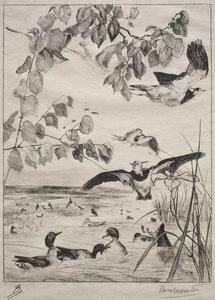 Avefrías y cercetas de Felix Bracquemond