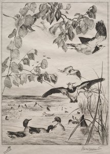 Avefrías y Cercetas de Felix Bracquemond