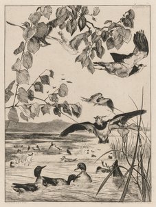 Avefrías y cercetas, 1862 de Felix Bracquemond