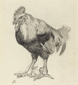 El viejo gallo