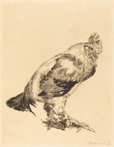 El Viejo Gallo de Felix Bracquemond