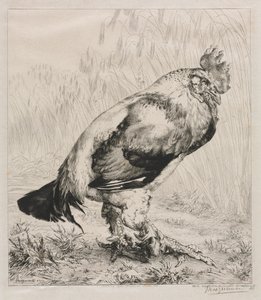 El viejo gallo de Felix Bracquemond