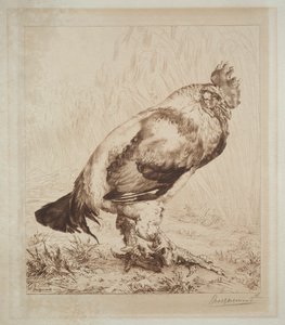 el viejo gallo de Felix Bracquemond