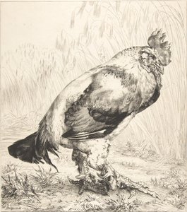 El Viejo Gallo, 1882 de Felix Bracquemond