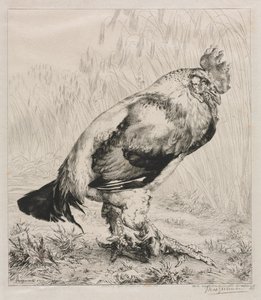 El viejo gallo, 1882 de Felix Bracquemond