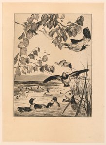 Vanneaux et Sarcelles (Avefrías y cercetas) de Felix Bracquemond