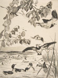 Vanneaux et Sarcelles, 1862 de Felix Bracquemond