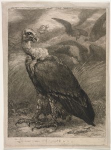Vulture de Felix Bracquemond