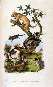 Ilustración de mamíferos e insectos. (cromolitografía del Dictionnaire pittoresque d