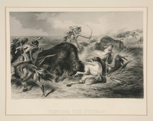 Cazando el búfalo