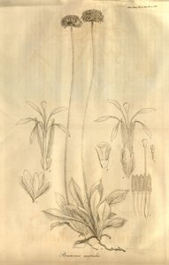 Esta es la Tabla 28 del Volumen X de las Transacciones de la Sociedad Linneana de Londres, publicada en 1811 de Ferdinand Bauer