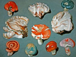Estudios de hongos