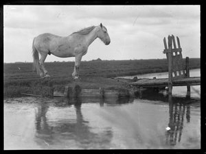 Caballo solitario de Ferdinand Schmutzer
