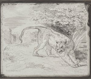 Un Tigre Atrapado, 1854