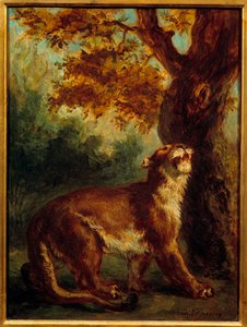 El puma también dice leona al acecho de una presa de Ferdinand Victor Eugene Delacroix